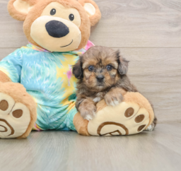 6 week old Shih Poo Puppy For Sale - Pilesgrove Pups
