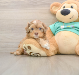 8 week old Shih Poo Puppy For Sale - Pilesgrove Pups