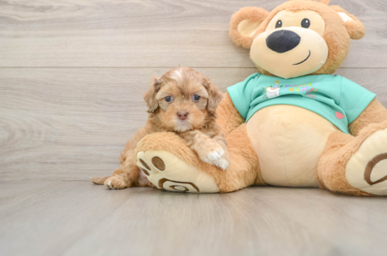 Shih Poo Pup Being Cute