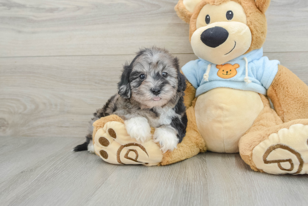 Friendly Shih Poo Baby