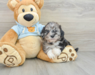 8 week old Shih Poo Puppy For Sale - Pilesgrove Pups