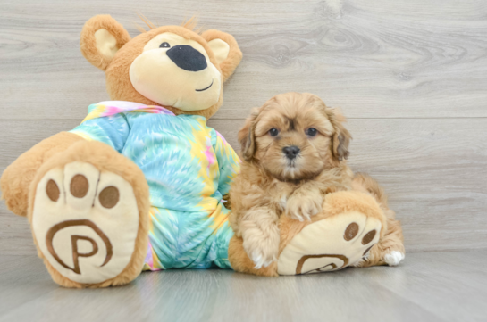 Little Shih Poo Poodle Mix Puppy