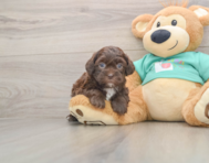 6 week old Shih Poo Puppy For Sale - Pilesgrove Pups