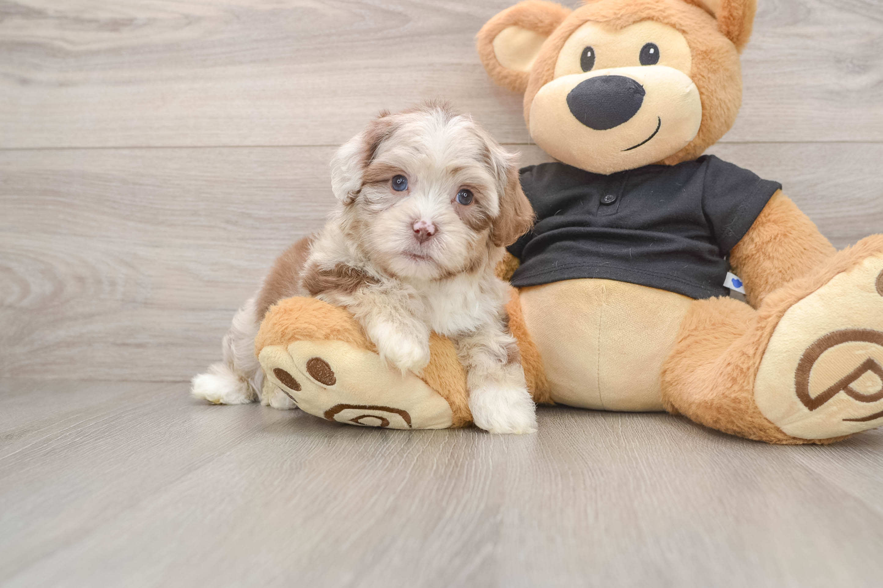 Shih Poo Pup Being Cute