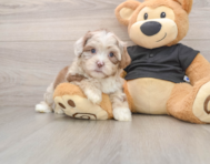 5 week old Shih Poo Puppy For Sale - Pilesgrove Pups
