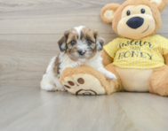 8 week old Shih Poo Puppy For Sale - Pilesgrove Pups