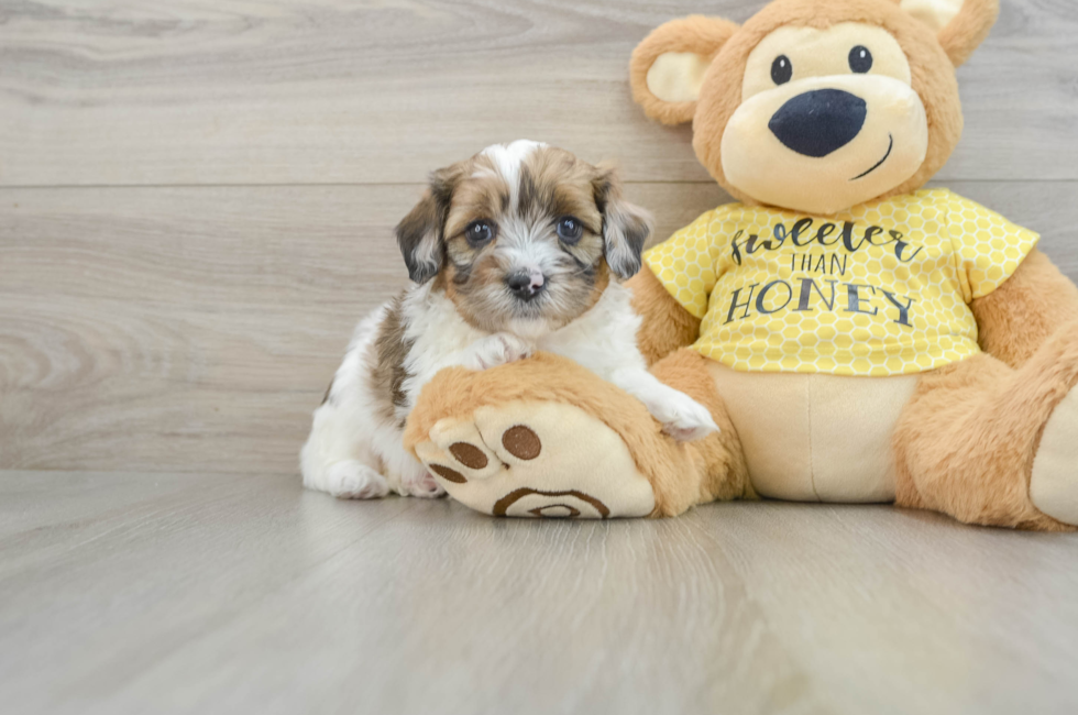 8 week old Shih Poo Puppy For Sale - Pilesgrove Pups