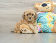 7 week old Shih Poo Puppy For Sale - Pilesgrove Pups