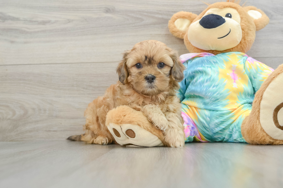 6 week old Shih Poo Puppy For Sale - Pilesgrove Pups