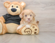 5 week old Shih Poo Puppy For Sale - Pilesgrove Pups