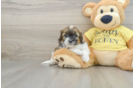 Shih Poo Puppy for Adoption