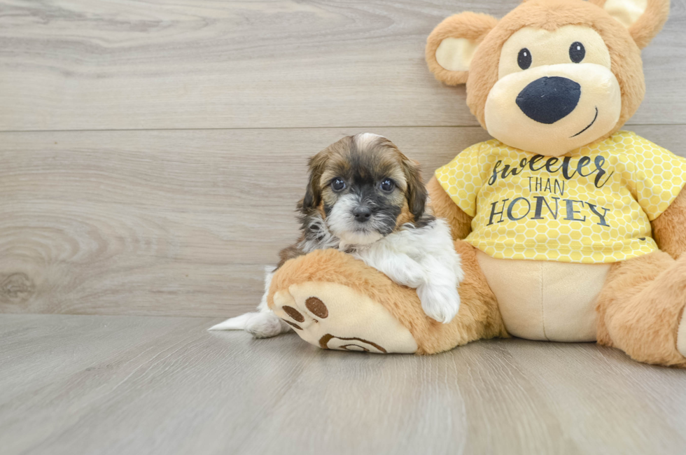 8 week old Shih Poo Puppy For Sale - Pilesgrove Pups