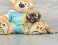 7 week old Shih Poo Puppy For Sale - Pilesgrove Pups