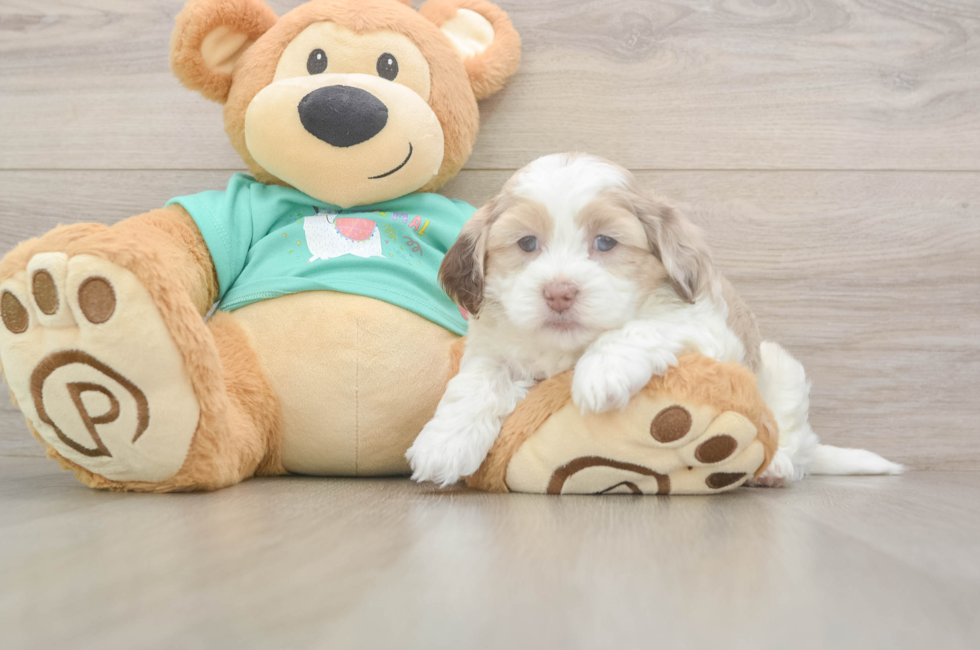 6 week old Shih Poo Puppy For Sale - Pilesgrove Pups