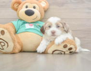 7 week old Shih Poo Puppy For Sale - Pilesgrove Pups 7 week old Shih Poo Puppy For Sale - Pilesgrove Pups