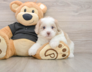 8 week old Shih Poo Puppy For Sale - Pilesgrove Pups