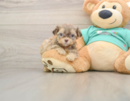 7 week old Shih Poo Puppy For Sale - Pilesgrove Pups