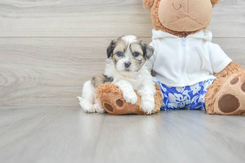 Shih Poo Puppy for Adoption