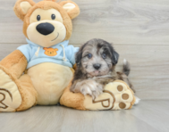 8 week old Shih Poo Puppy For Sale - Pilesgrove Pups