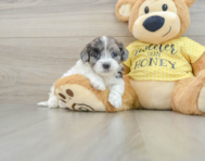 8 week old Shih Poo Puppy For Sale - Pilesgrove Pups