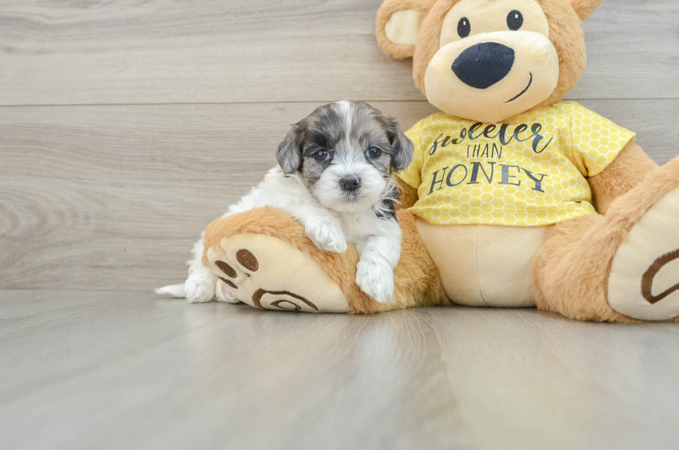 8 week old Shih Poo Puppy For Sale - Pilesgrove Pups