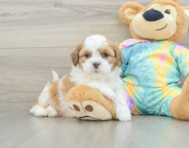 6 week old Shih Poo Puppy For Sale - Pilesgrove Pups