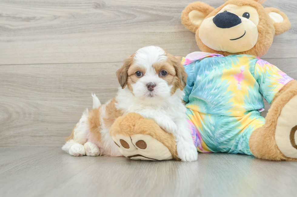 6 week old Shih Poo Puppy For Sale - Pilesgrove Pups