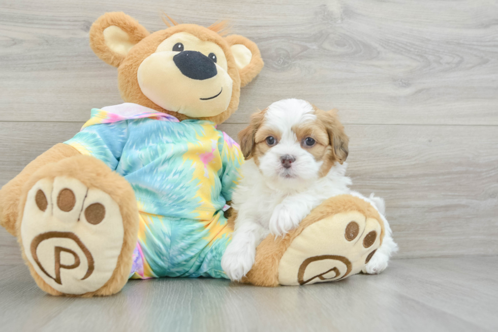 Shih Poo Pup Being Cute