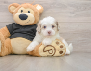 5 week old Shih Poo Puppy For Sale - Pilesgrove Pups