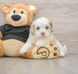 9 week old Shih Poo Puppy For Sale - Pilesgrove Pups