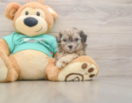 8 week old Shih Poo Puppy For Sale - Pilesgrove Pups
