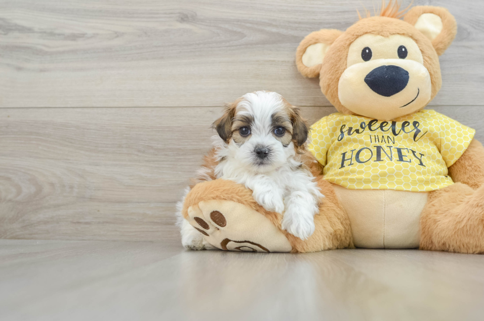 8 week old Shih Poo Puppy For Sale - Pilesgrove Pups