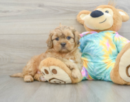 7 week old Shih Poo Puppy For Sale - Pilesgrove Pups