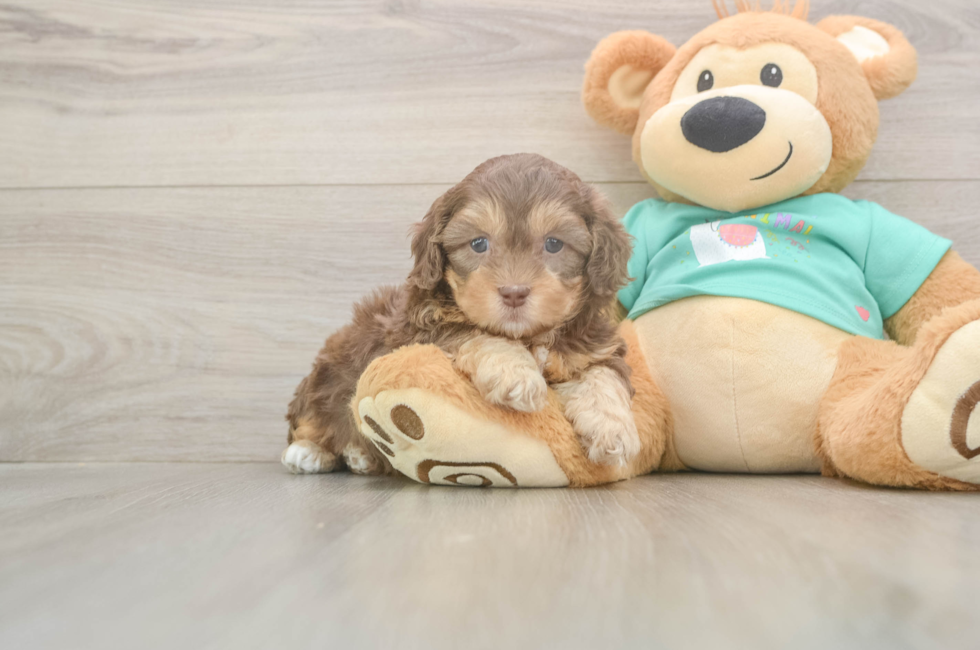 6 week old Shih Poo Puppy For Sale - Pilesgrove Pups