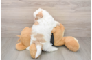 Cute Shih Poo Baby