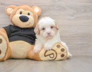 7 week old Shih Poo Puppy For Sale - Pilesgrove Pups