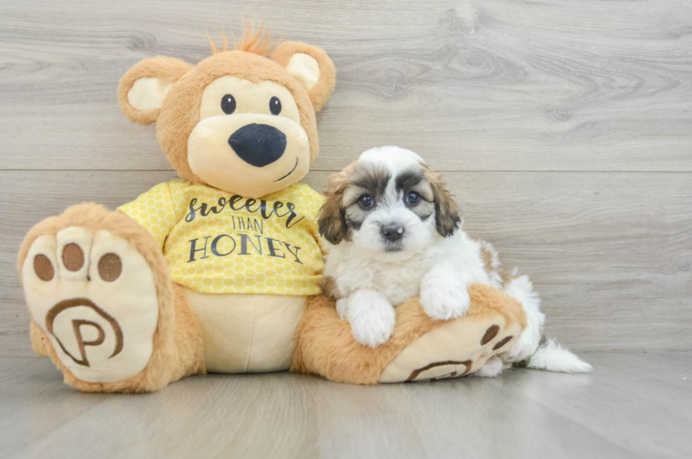 8 week old Shih Poo Puppy For Sale - Pilesgrove Pups