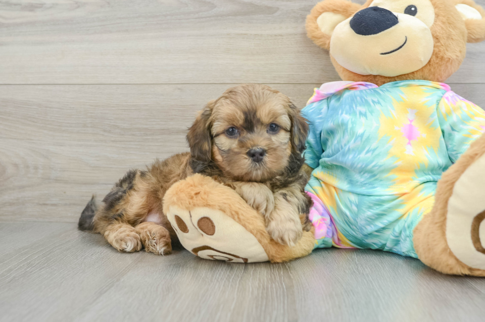 6 week old Shih Poo Puppy For Sale - Pilesgrove Pups