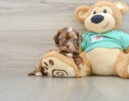 7 week old Shih Poo Puppy For Sale - Pilesgrove Pups