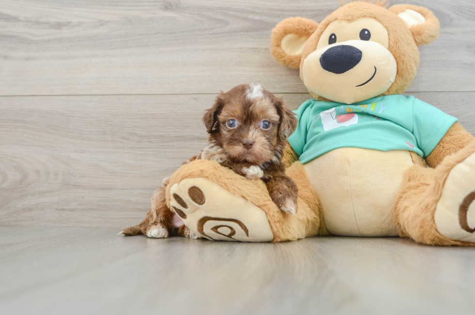 5 week old Shih Poo Puppy For Sale - Pilesgrove Pups