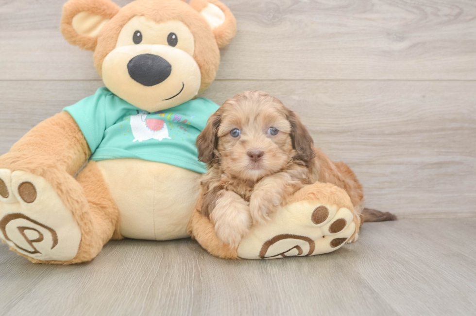 6 week old Shih Poo Puppy For Sale - Pilesgrove Pups