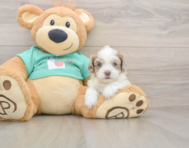 6 week old Shih Poo Puppy For Sale - Pilesgrove Pups