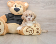 8 week old Shih Poo Puppy For Sale - Pilesgrove Pups