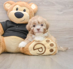 9 week old Shih Poo Puppy For Sale - Pilesgrove Pups