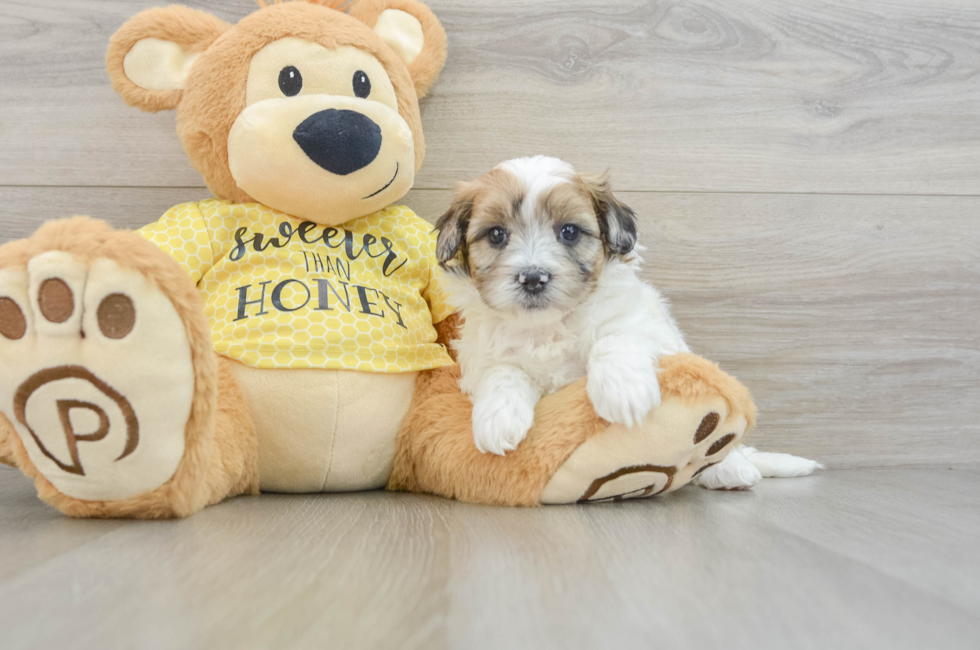 8 week old Shih Poo Puppy For Sale - Pilesgrove Pups