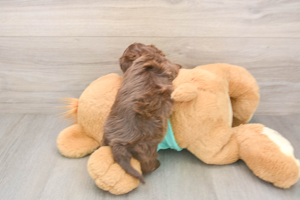 Little Shih Poo Poodle Mix Puppy