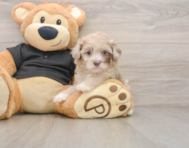 8 week old Shih Poo Puppy For Sale - Pilesgrove Pups