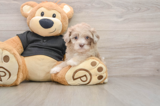 Funny Shih Poo Poodle Mix Pup