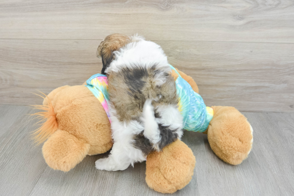 Fluffy Shih Poo Poodle Mix Pup