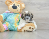 8 week old Shih Poo Puppy For Sale - Pilesgrove Pups